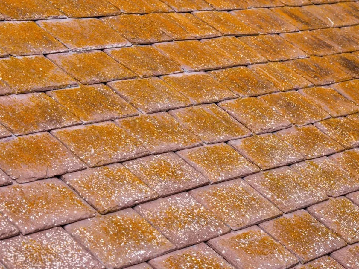 Toiture en tuiles couverte de mousse avant démoussage