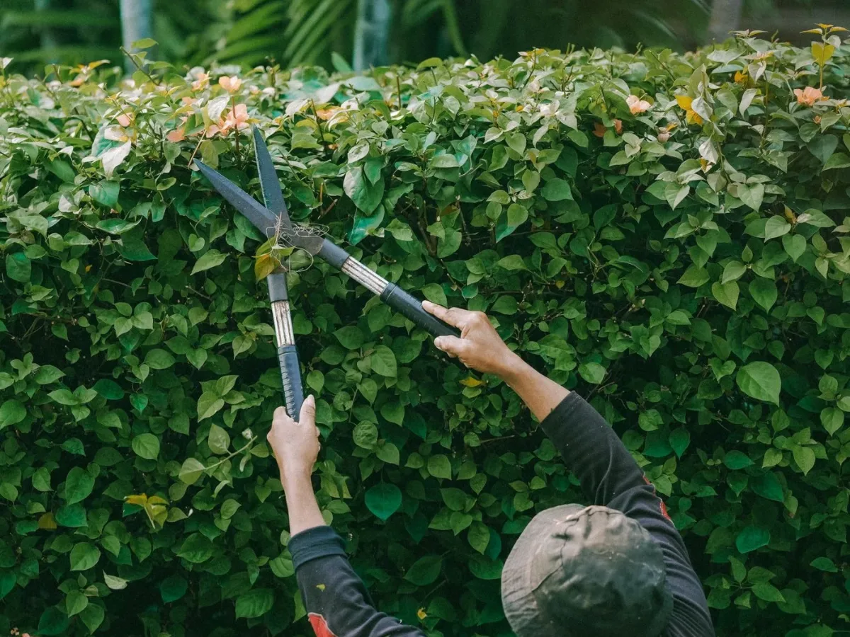 Haie taillée au carré dans un jardin